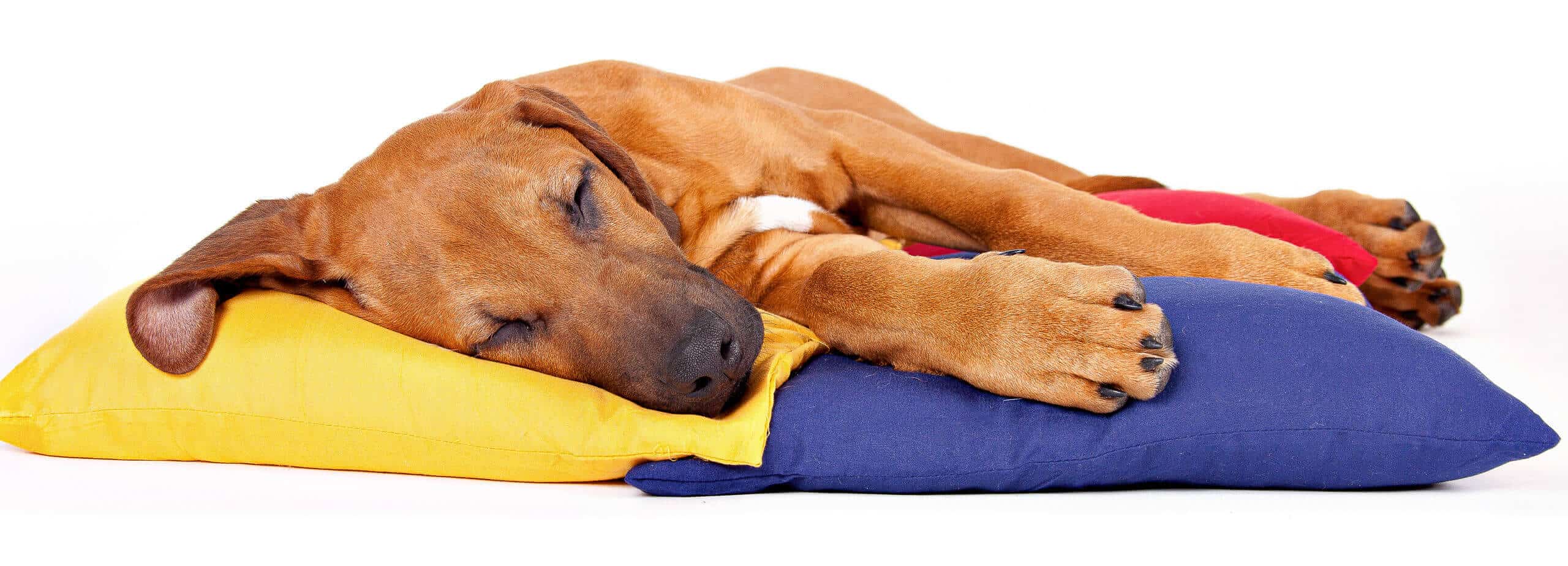 Hund im Fotostudio zum Fotoshooting