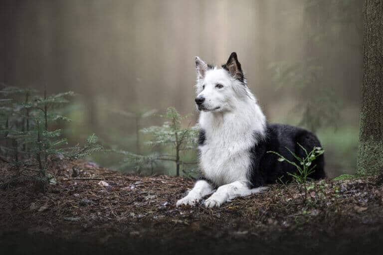 Schwarz-weißer Hund liegt beim Fotoshooting auf dem Waldboden im Morgennebel
