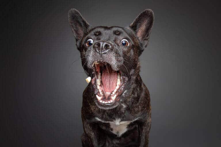 Gestromter Hund fängt im Fotostudio ein fliegendes Leckerli