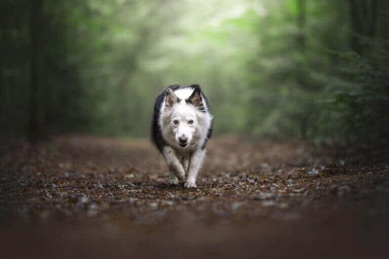 Hundeshooting im Wald, der Hund läuft einen Waldweg auf mich zu