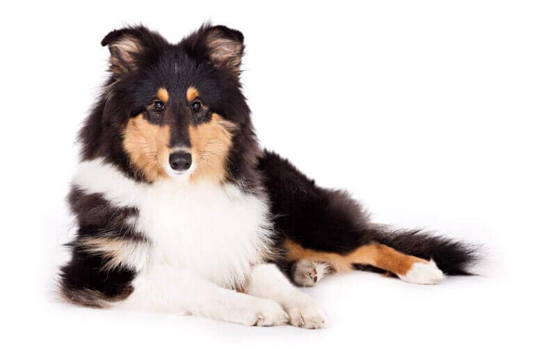 Dreifarbiger Collie liegt vor weißem Hintergrund im Fotostudio