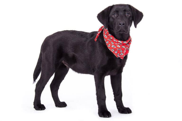 Schwarzer Labrador steht mit rotem Halstuch vor weißem Hintergrund