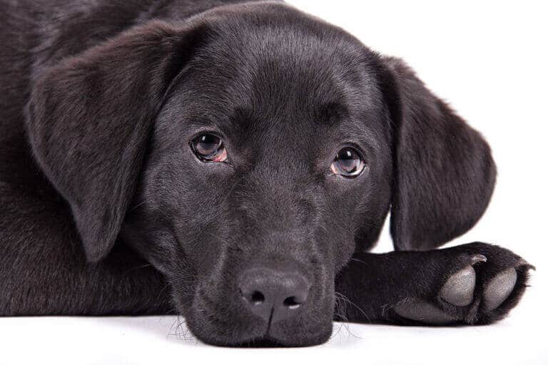 Schwarzer Labradorwelpe liegt vor weißem Hintergrund und schaut in die Kamera