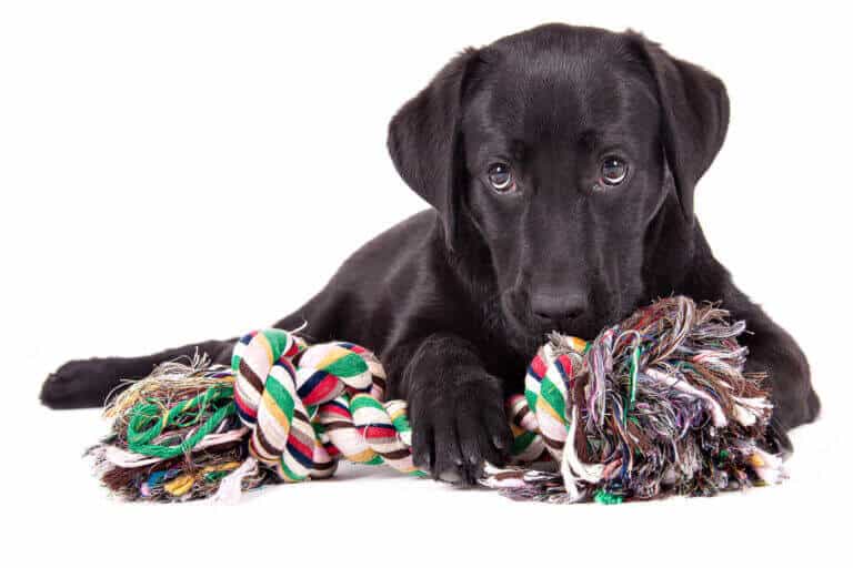 Schwarzer Labradorwelpe liegt im Fotostudio hinter bunten Spielseilen