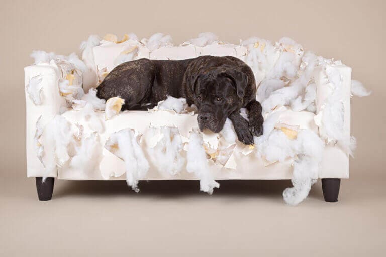 Schwarzer Hund liegt ausgestreckt auf dem zerfetzten weißen Sofa im Fotostudio