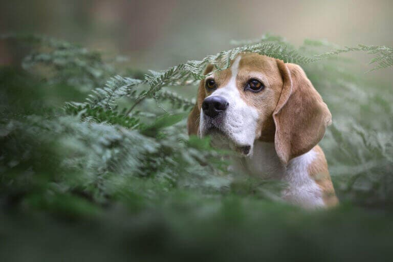 Beagle Johnny liegt zwischen grünen Farnwedeln im Wald