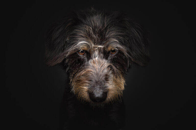 Rauhaariger dunkler Hund blickt im Fotostudio frontal in die Kamera