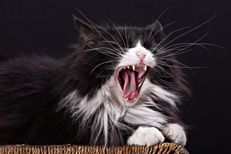 Schwarz-weiße Katze gähnt mit weit geöffnetem Maul im Fotostudio