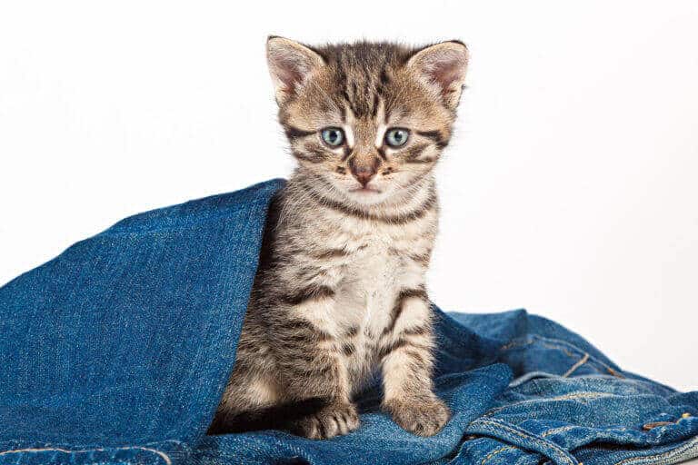 Getigertes Katzenbaby schaut unter einer blauen Jeansdecke hervor