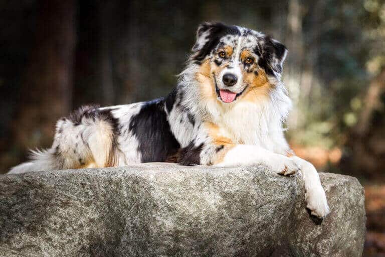 Zwei Australian Shepherds liegen auf einem großen Stein mitten im Wald