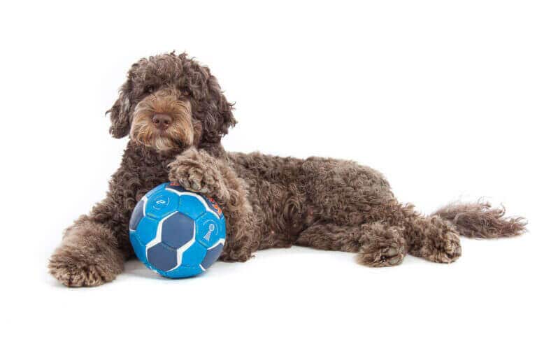 Brauner Labradoodle liegt mit einem blauen Ball vor weißem Hintergrund