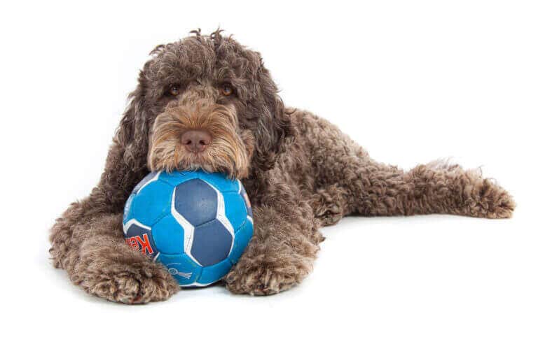 Brauner Labradoodle liegt mit einem blauen Ball vor weißem Hintergrund im Fotostudio