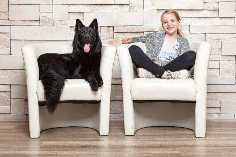 Schwarzer Schäferhund und ein Mädchen sitzen nebeneinander auf zwei weißen Sesseln