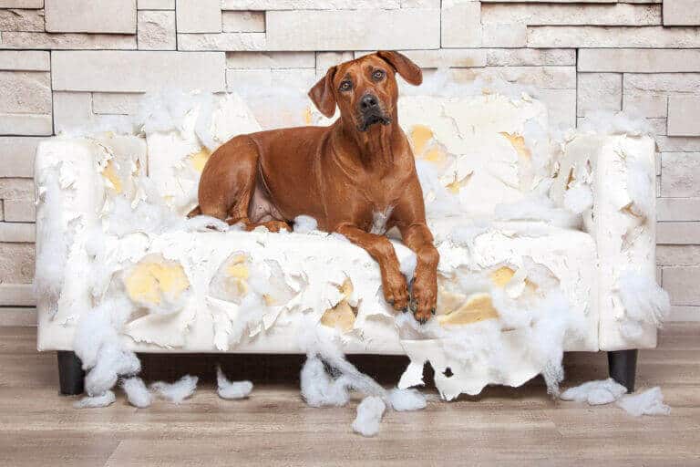 Rotbrauner Hund liegt auf einem zerfetzten weißen Sofa voller Füllwatte