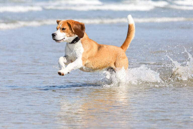 Beagle springt beim Fotoshooting am Strand durch das flache Wasser
