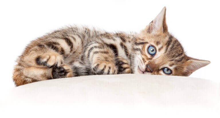 Bengalkatze liegt entspannt auf einem weißen Kissen im Fotostudio