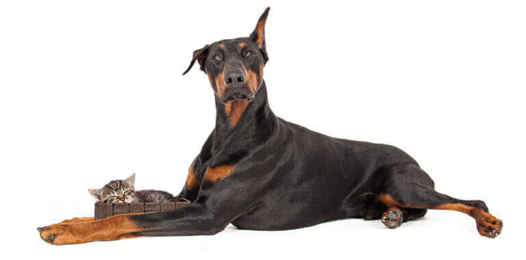Dobermann liegt vor weißem Hintergrund, neben ihm ein Katzenbaby in einem Körbchen