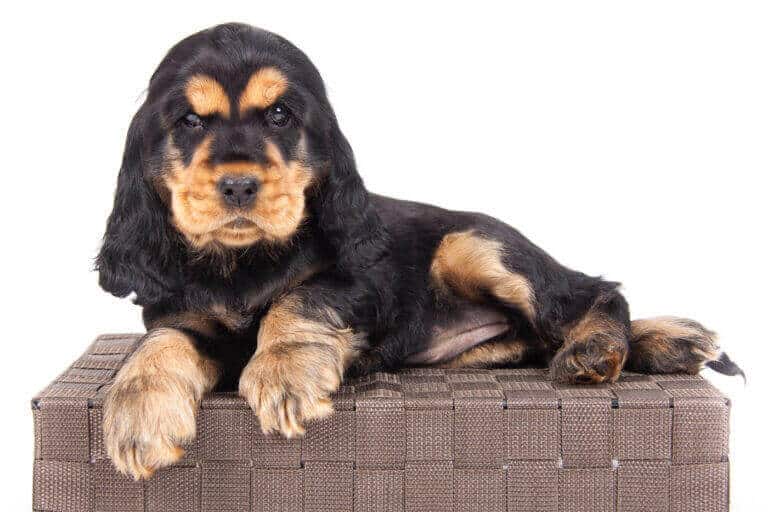 Schwarz-brauner Cocker Spaniel liegt auf einem Korbsofa im Fotostudio