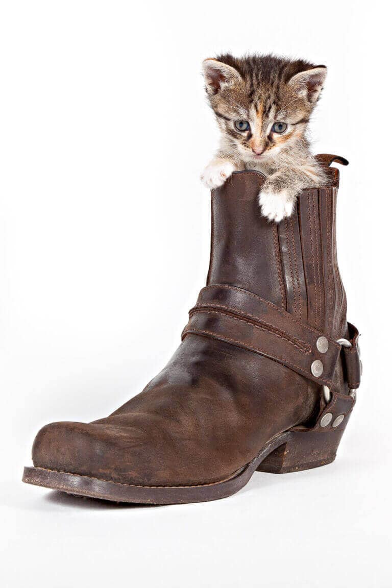 Kleines Katzenbaby sitzt in einem braunen Lederstiefel vor weißem Hintergrund