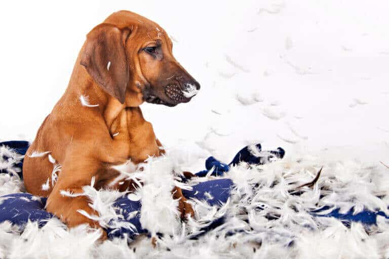 Junger rotbrauner Hund liegt im Fotostudio auf einem zerrupften Kissen voller Federn