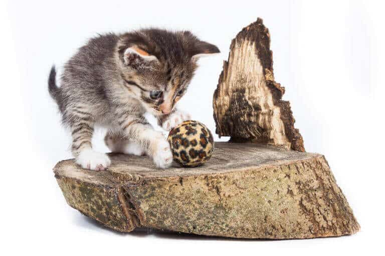 Getigertes Katzenbaby spielt auf einem Holzstück mit einem kleinen Ball