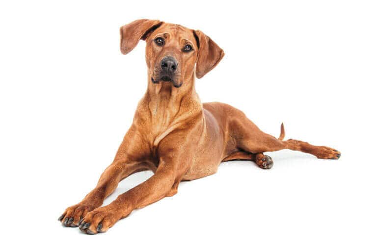 Rhodesian Ridgeback liegt entspannt vor weißem Hintergrund im Fotostudio