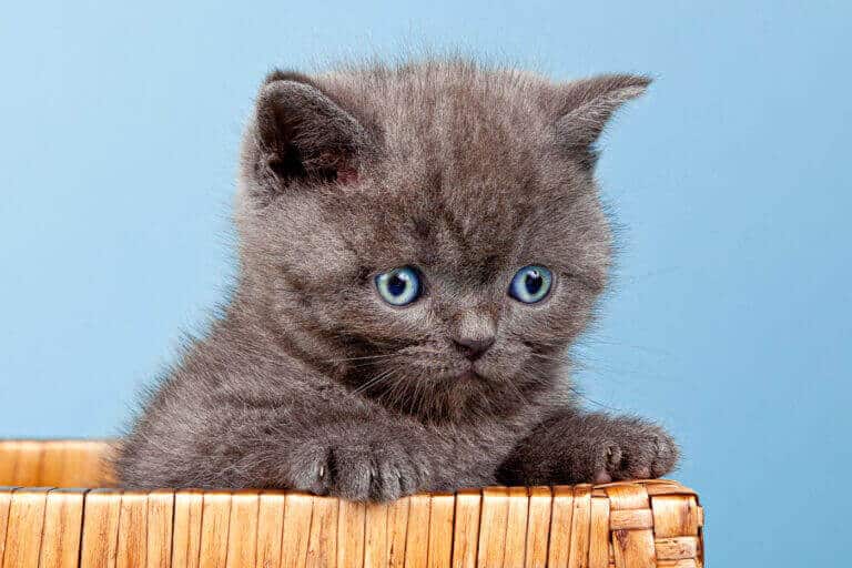 Graues Katzenbaby sitzt in einem Körbchen vor hellblauem Hintergrund im Fotostudio