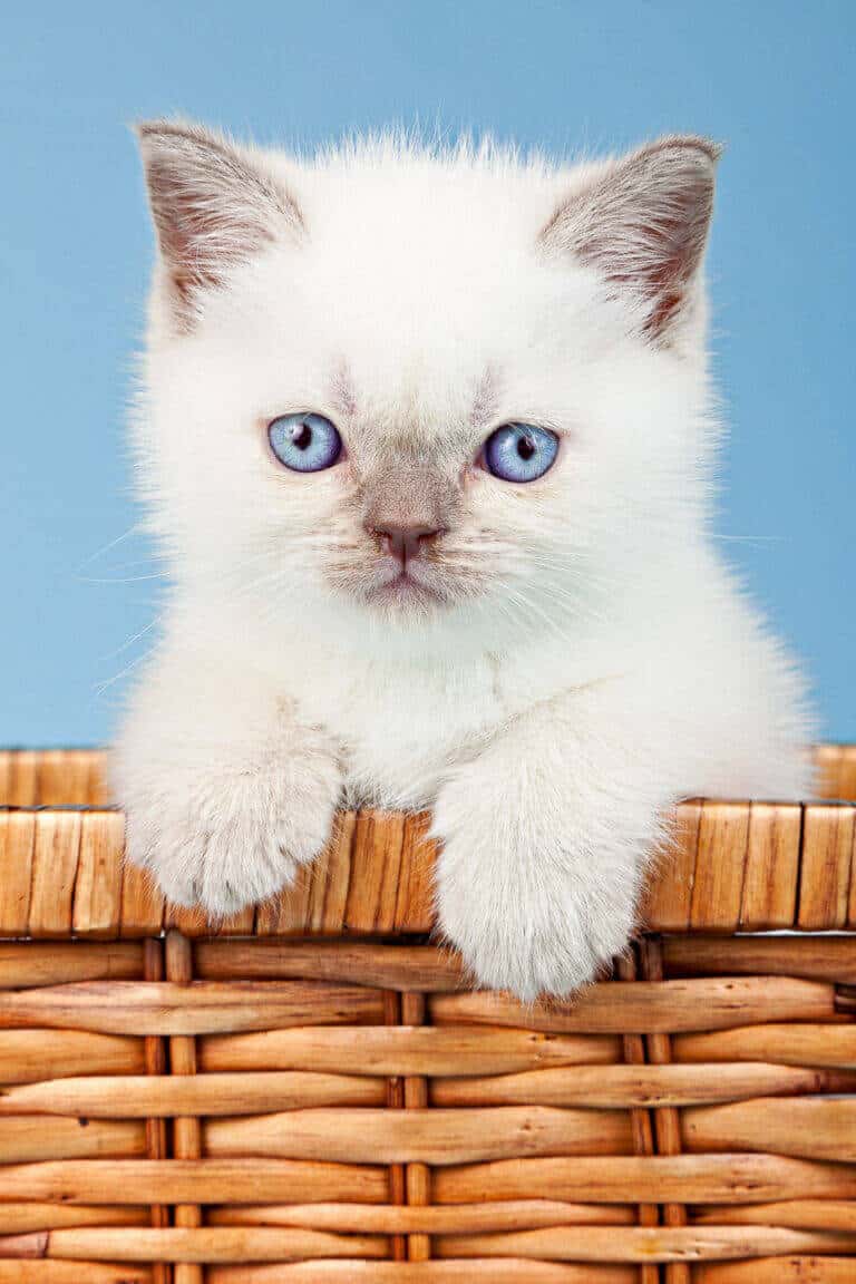 Weißes Katzenbaby mit blauen Augen schaut aus einem Weidenkorb
