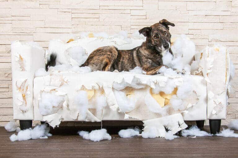 Kleiner dunkler Hund liegt auf dem zerfetzten weißen Sofa im Fotostudio