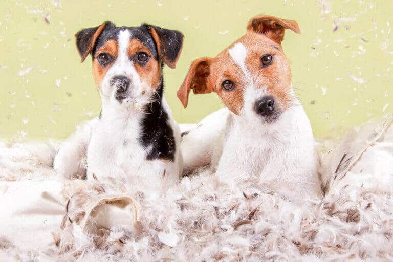 Zwei Jack Russell Terrier liegen im Fotostudio in Federn vor hellgrünem Hintergrund