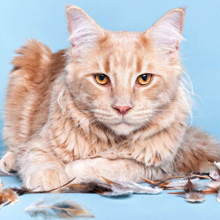 Rote Maine-Coon-Katze liegt vor hellblauem Hintergrund im Fotostudio