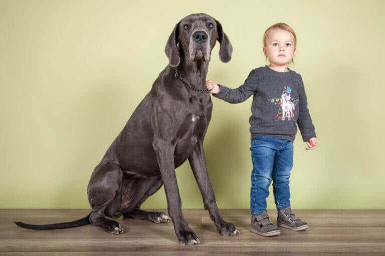 Große Deutsche Dogge sitzt neben einem kleinen Jungen vor einer grünen Wand