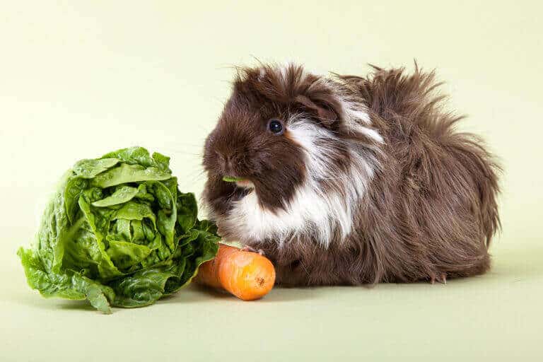 Langhaariges Meerschweinchen frisst neben Salat und Möhre vor grünem Hintergrund