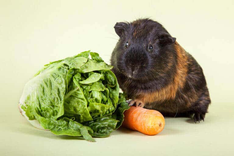 Meerschweinchen sitzt neben Salat und einer Möhre vor hellgrünem Hintergrund