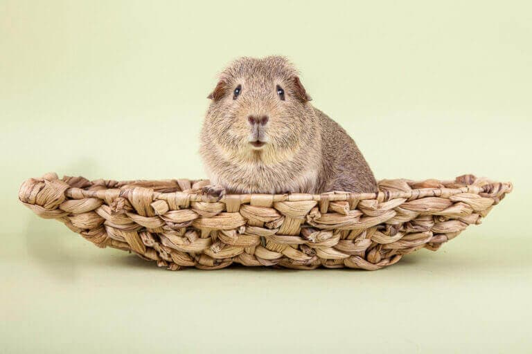Meerschweinchen sitzt in einem flachen Korb vor hellgrünem Hintergrund