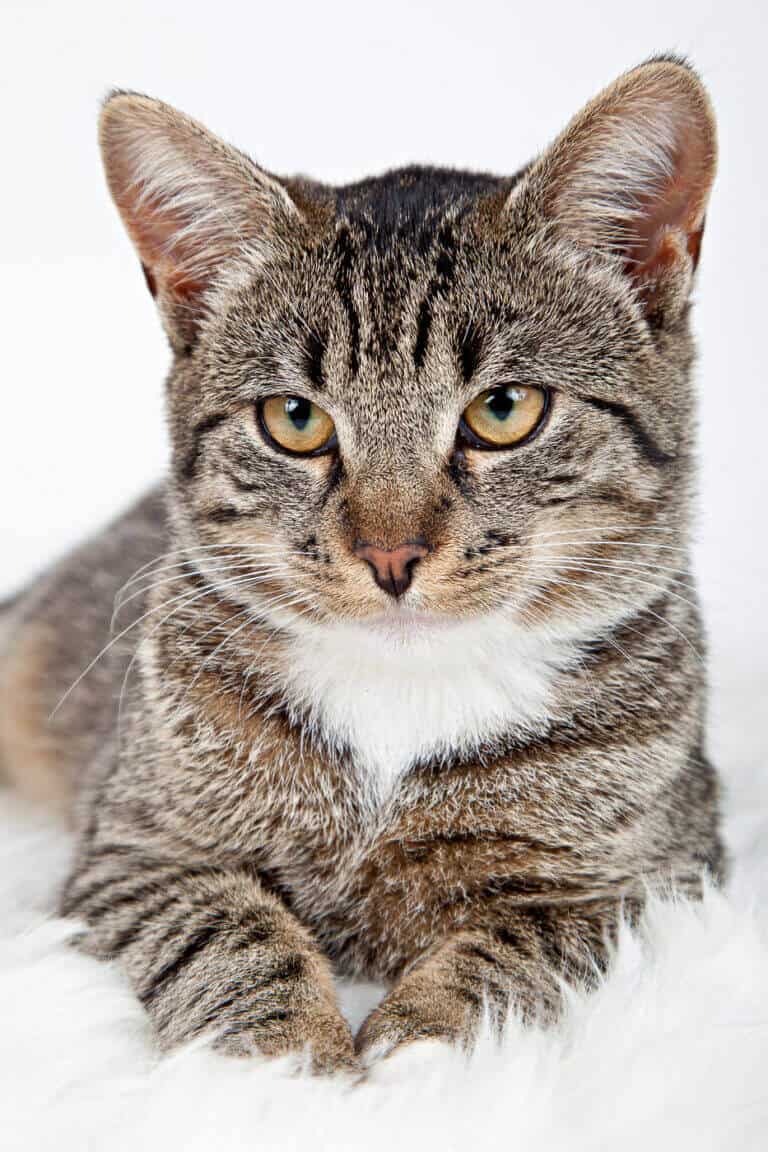 Getigerte Katze sitzt aufmerksam vor weißem Hintergrund im Fotostudio