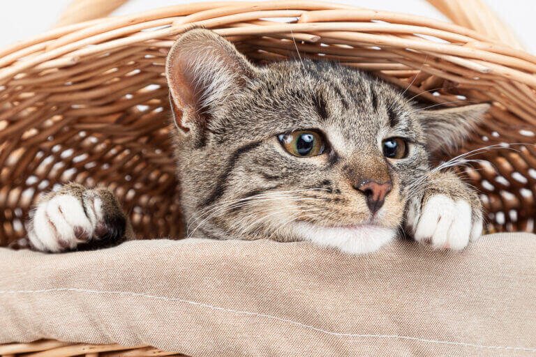 Getigerte Katze liegt entspannt in einem Weidenkorb auf einer Decke