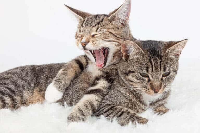 Zwei getigerte Katzen liegen aneinandergeschmiegt, eine von ihnen gähnt