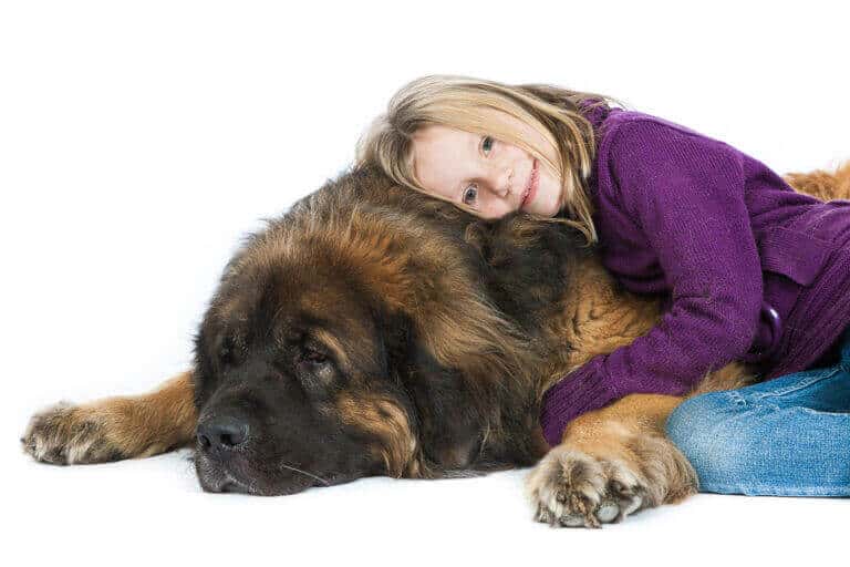 Mädchen liegt im Fotostudio kuschelnd auf einem großen langhaarigen Hund