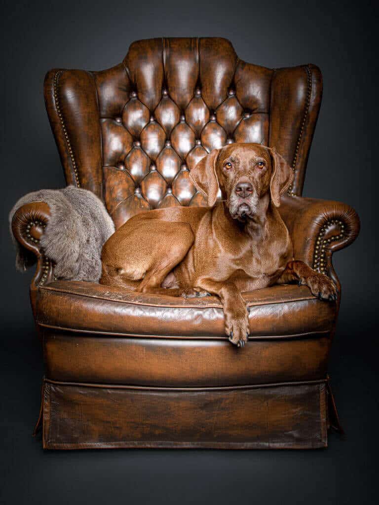 Zwei kleine braune Hunde liegen zusammen auf einem braunen Chesterfield-Sessel