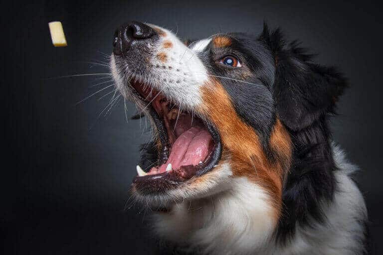 Leckerli Fang Foto im Fotostudio und das kleine Käsestück kommt geflogen.