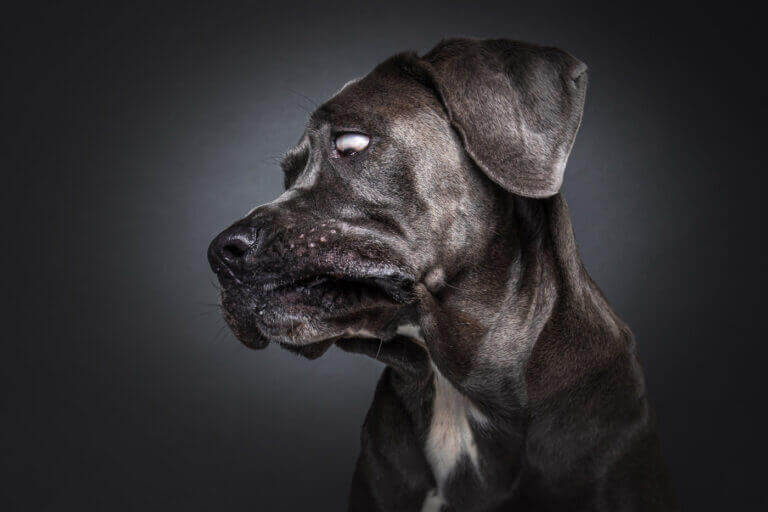 Grauer Hund im Profil vor dunklem Hintergrund im Fotostudio