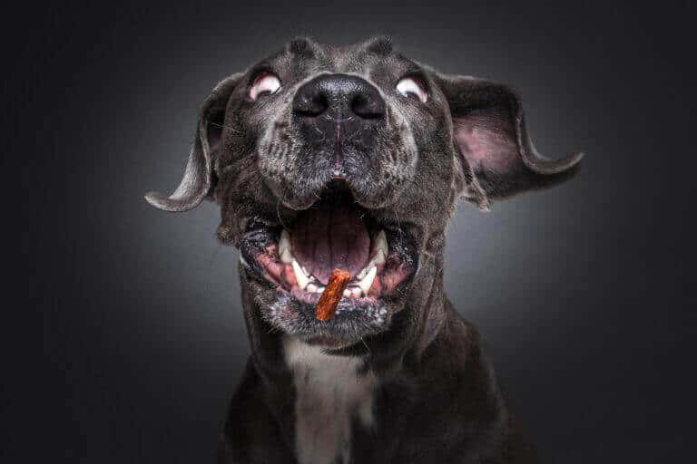 Dunkler Hund fängt im Fotostudio ein Leckerli, dabei fliegen ihm die Ohren nach oben