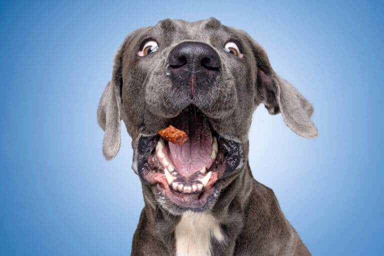 Grauer Hund schnappt im Fotostudio vor hellblauem Hintergrund nach einem Leckerli