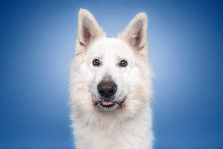 Weißer Schäferhund blickt vor blauem Hintergrund im Fotostudio in die Kamera