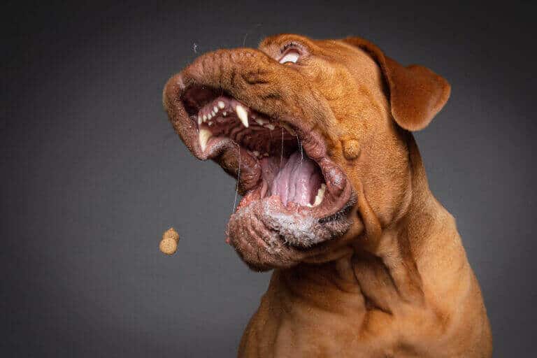 Großer brauner Hund schnappt im Fotostudio mit weit geöffnetem Maul nach einem Leckerli