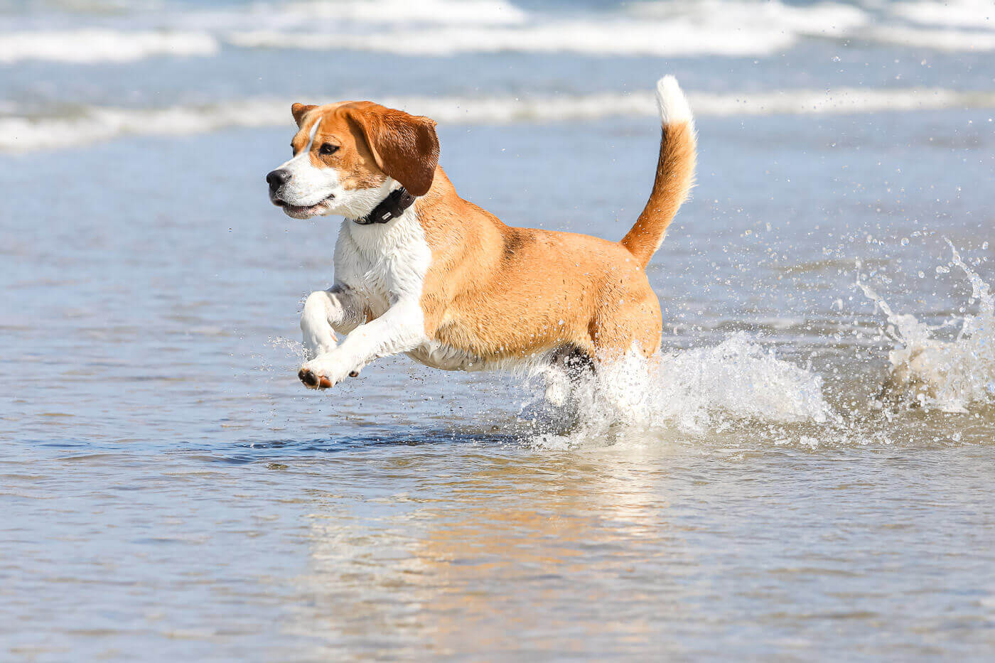 Hund am Meer auf Norderney