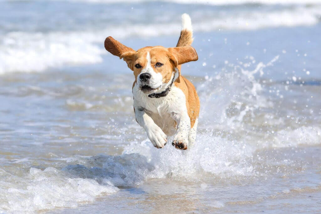 Ein Beagle im Meer auf der Insel Norderney