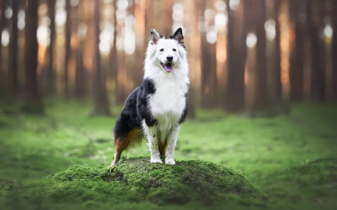 Kann mein Hund das auch?
