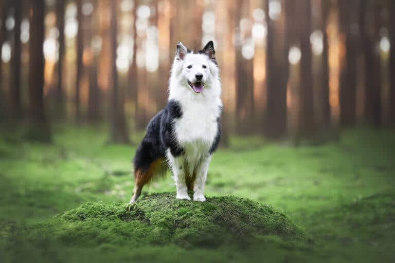 Fröhlicher Hund steht auf einem moosbewachsenen Hügel in einem sonnendurchfluteten Wald
